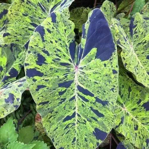 Colocasia Esculenta 'Mojito' Taro (Bare Root)